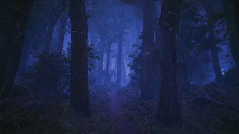 Damp Mist Forest Stock Footage 321465058