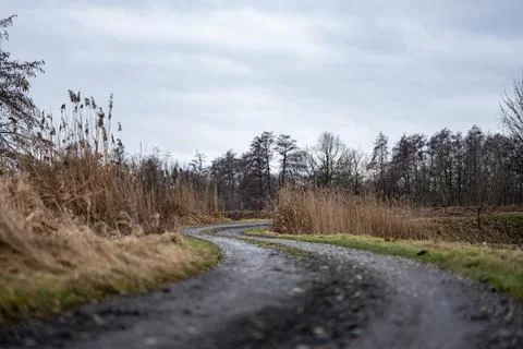 Damp path among grasses and trees in winter landscape Фото