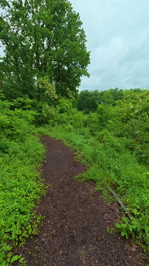 Damp path winds through dense green forest. Sumarice, Vertical Stock Footage 340903562