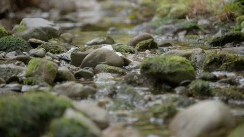 Damp Rocks In Stream Stock Footage 86512522