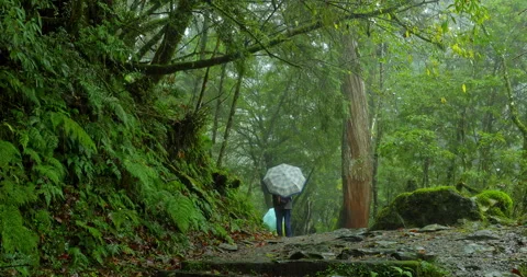 The damp stone steps and tranquil moments for hikers on the Qilan Sacred Tr.. 库存影片 334162778