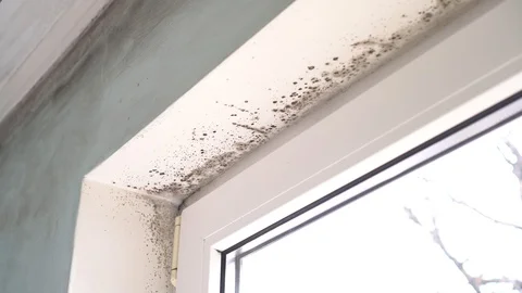 Damp walls, ceiling, window frames and glass in home Stock Footage 117399991