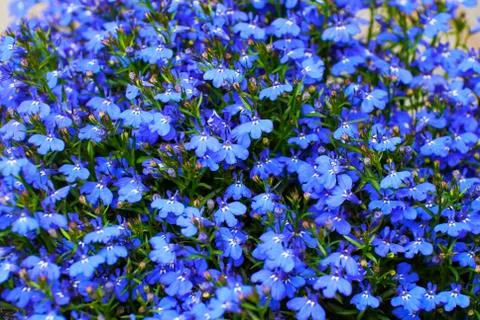 DAMPERIA FLOWERS Stock Photos