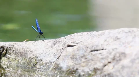 Damsel dragonfly 스톡 동영상 68265908