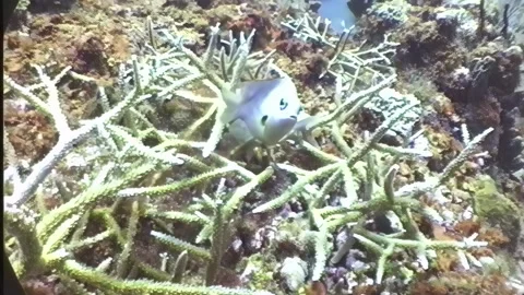 DAMSEL FISH 1 Stock Footage 306545378