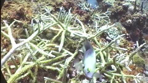 DAMSEL FISH 3 Video stock 306553170
