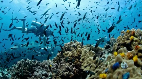 Damsel fish with divers behind Stock Footage 58299313