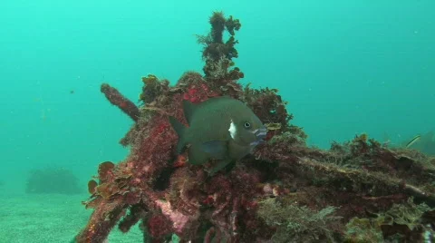 Damsel Fish Stock Footage 263697