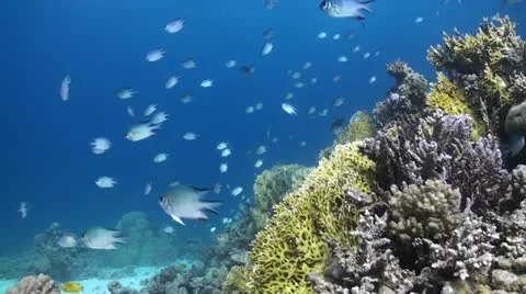 Damsel fish Stock Footage 12332318