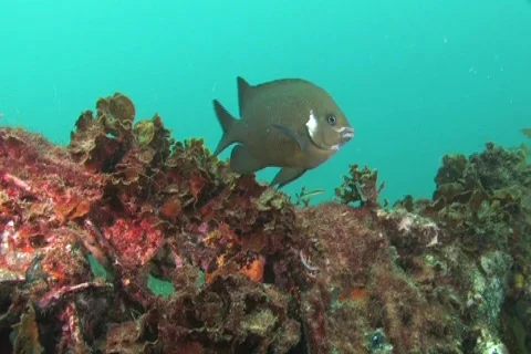 Damsel Fish NTSC Stock Footage 396768