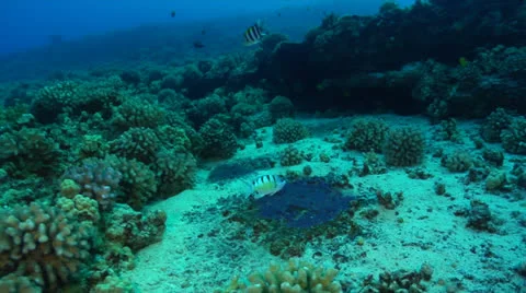 Damsel Fish Protecting Eggs Stock Footage 26013069