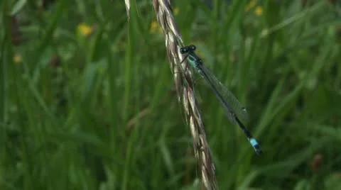 Damsel fly on a grass Stock-Footage 11497145