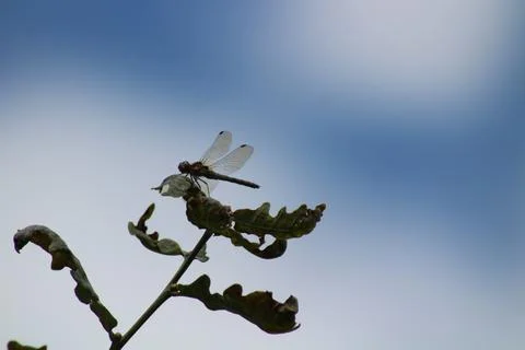 Damsel fly on a leaf Stock Photos