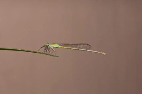 Damsel fly Stock Photos