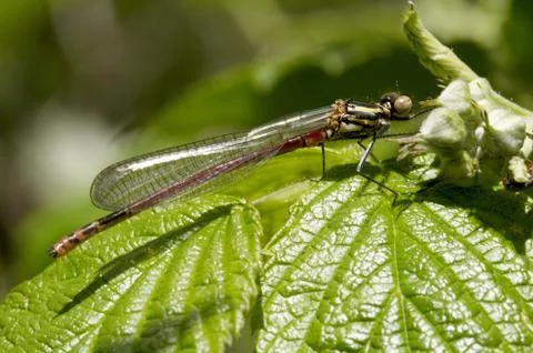 Damsel-fly Stock Photos