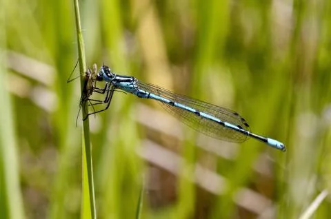 Damsel-fly Stock Photos
