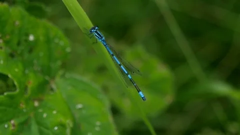 Damsel Fly resting on leaf Stock Footage 76563702