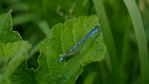 Damsel Fly resting on leaf Stock Footage 76563805