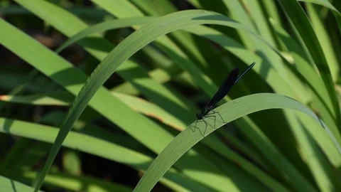 Damsel fly sitting on iris leaf Stock Footage 83199132