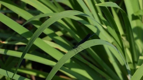 Damsel fly sitting on iris leaf Stock Footage 83199147