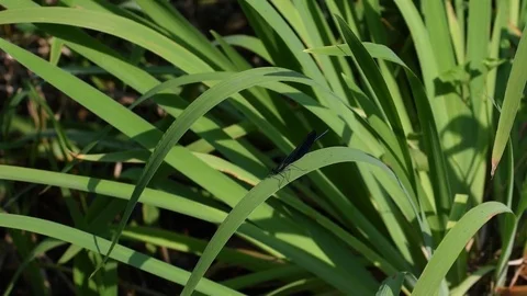 Damsel fly sitting on iris leaf Stock Footage 83199168