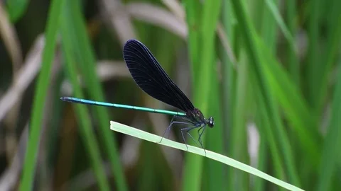 Damsel fly sunbathing Stock Footage 83402425