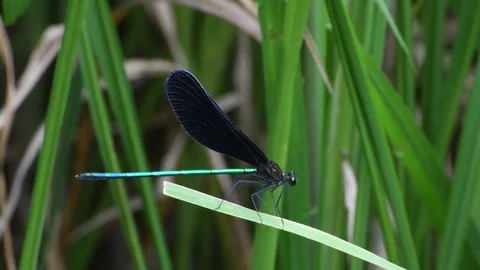 Damsel fly sunbathing Stock Footage 83402861