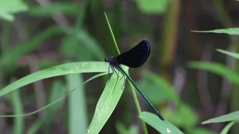Damsel fly sunbathing Stock Footage 83403074
