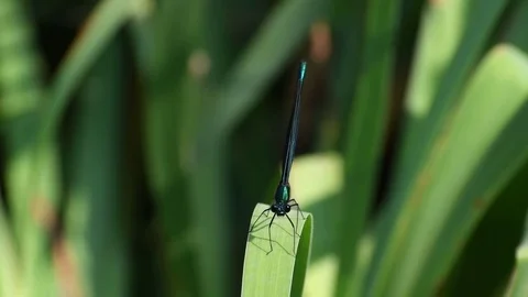 Damsel fly sunbathing Stock Footage 83473695