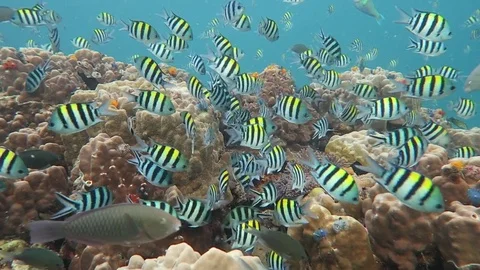 Damsel surround coral head Stock Footage 80750413