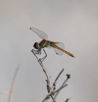 Damselfies, a type of small dragonfly, perch and rest on the grass with a n.. Stock Photos