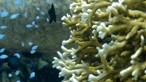 Damselfish and Chromis Stock Footage 112233972