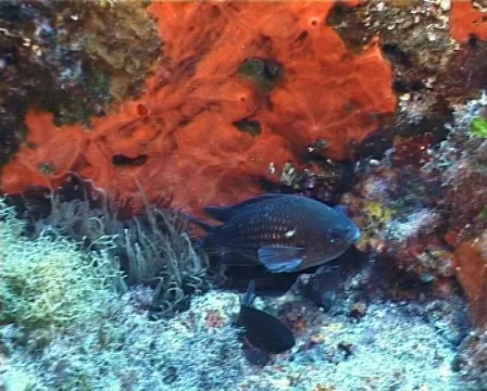 Damselfish (C101) Video stock 104302