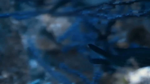 Damselfish (Chromis chromis) Stock Footage 231074102