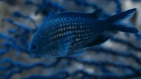 Damselfish (Chromis chromis) Stock Footage
