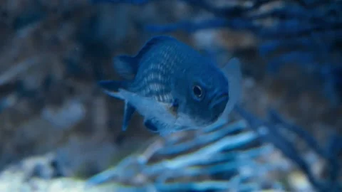 Damselfish (Chromis chromis) Stock Footage 231074177