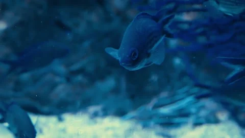 Damselfish (Chromis chromis) Stock Footage 231074273