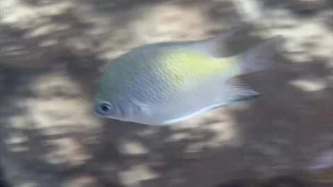 Damselfish Chromis fish belong to Pomacentridae in underwater Red Sea. Stock Footage