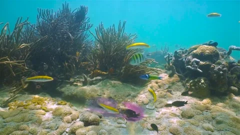 Damselfish defend its eggs against tropical fish Stock Footage 234222961