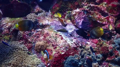 Damselfish eggs feast 4K 库存影片 331276512