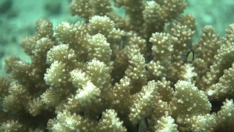 Damselfish hiding inside a coral Stock Footage 94161947