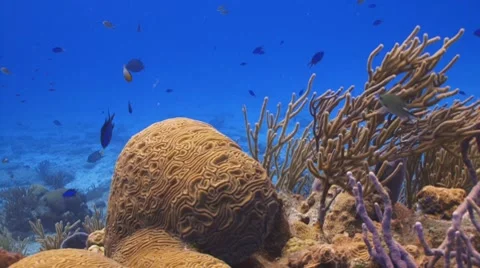 Damselfish II Видео 8736460