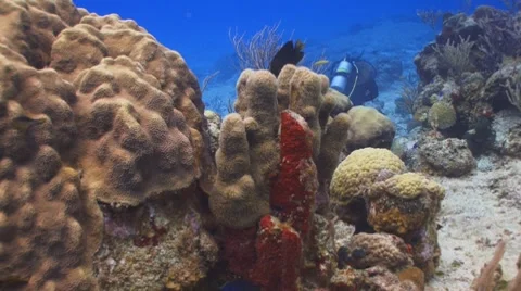 Damselfish III Видео 8736952