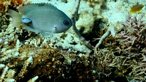 Damselfish with isopode parasite stuck on the back of the boby Stock Footage 102223738