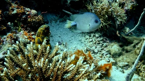 Damselfish with isopode parasite stuck on the back of the boby Stock Footage 112453225