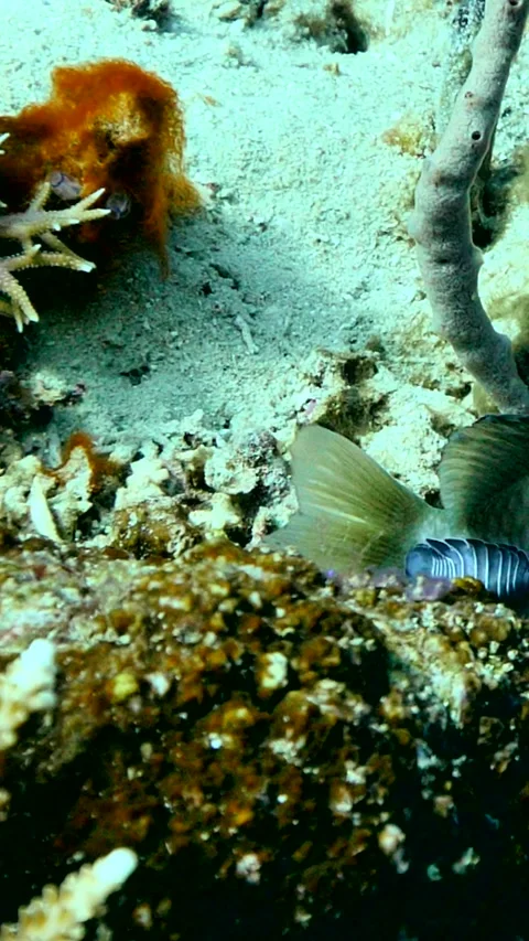 Damselfish with isopode parasite stuck on the back of the boby Vídeos de archivo 227808268