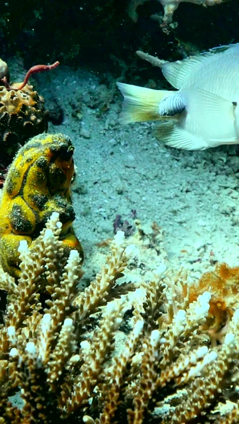 Damselfish with isopode parasite stuck on the back of the boby 스톡 동영상 228829539