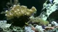 Damselfish looping scene HD Footage