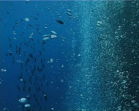 Damselfish over the bubbles (D091) 動画素材 146083