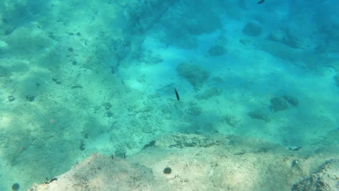 Damselfish underwater Stock Footage 249368274